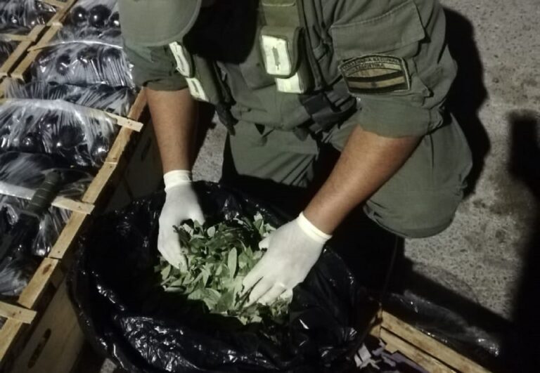 Secuestran más de 500 kilos de hojas de coca en Salta las llevaban