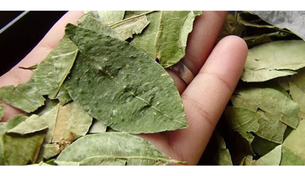 Regular la importación de hoja de coca en Salta detalles del proyecto Salta 4400