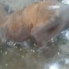 Animales envenenados en San Luis - Fuente: fiscalespenalesalta.gob.ar