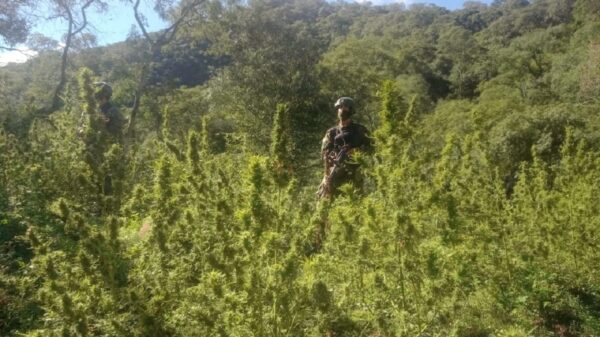marihuana en Salta