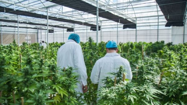 cannabis medicinal en Salta