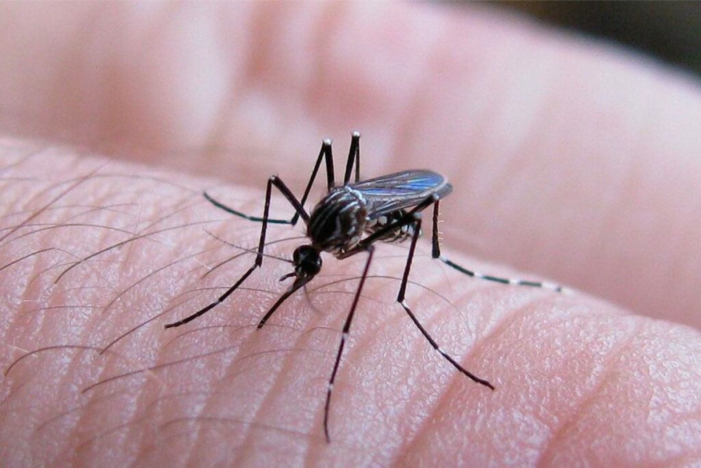 Dengue en Salta