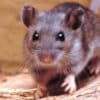 Hantavirus