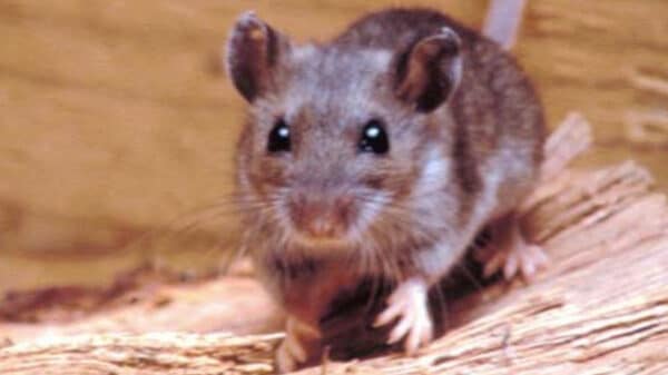 Hantavirus